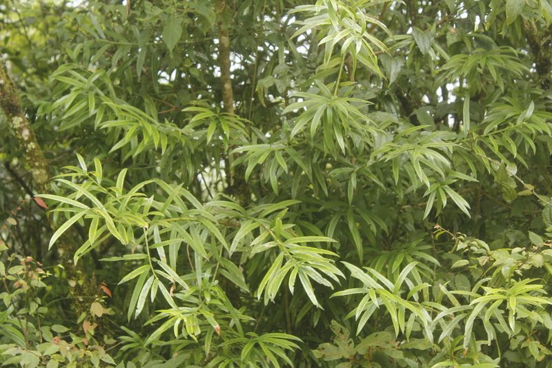 Podocarpus matudae, photographed by Juan Cruzado Cortés