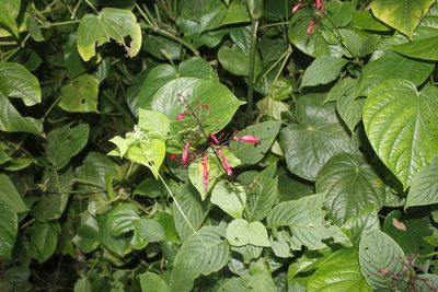 Stenostephanus haematodes, photographed by Juan Cruzado Cortés