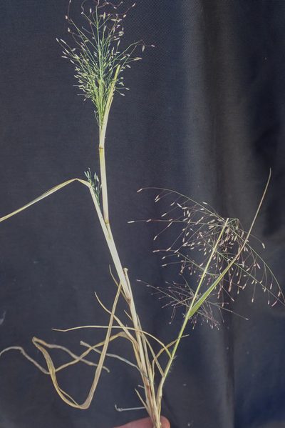 Eragrostis pilosa, photographed by Robert Taylor