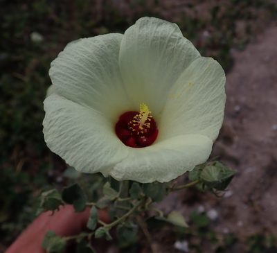 Pavonia senegalensis, photographed by Robert Taylor