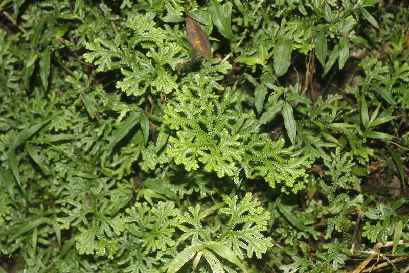 Selaginella harrisii, photographed by Juan Cruzado Cortés