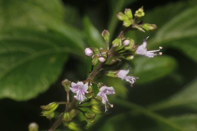 Ocimum carnosum, photographed by Juan Cruzado Cortés
