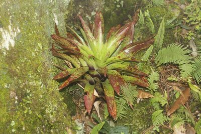 Tillandsia imperialis, photographed by Juan Cruzado Cortés