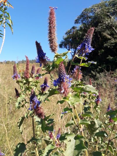 Coleus livingstonei, photographed by Ferncliffe forest wilding