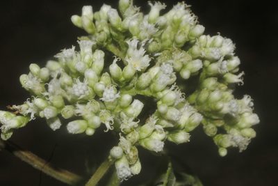 Clibadium arboreum, photographed by Juan Cruzado Cortés