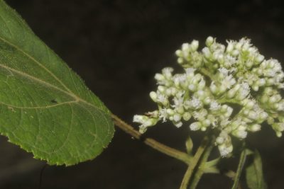 Clibadium arboreum, photographed by Juan Cruzado Cortés