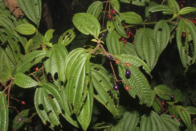 Miconia cornoides, photographed by Juan Cruzado Cortés