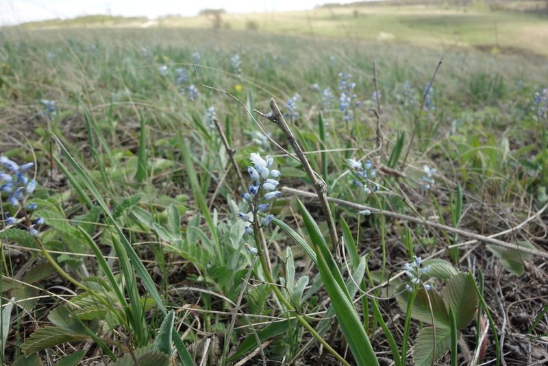 Hyacinthella leucophaea, photographed by Aleksei Baushev