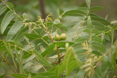Juglans californica, photographed by velodrome