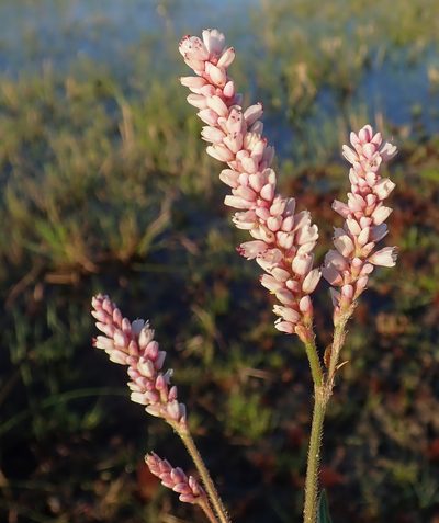 Persicaria limbata, photographed by Robert Taylor