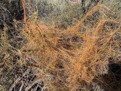 Cuscuta californica, photographed by gnyquist