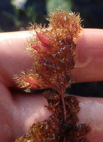 Utricularia benjaminiana, photographed by Robert Taylor
