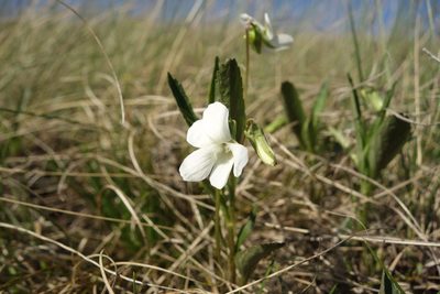 Viola accrescens, photographed by Aleksei Baushev