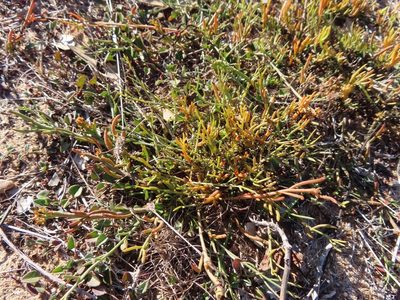 Thesium frisea, photographed by linkie