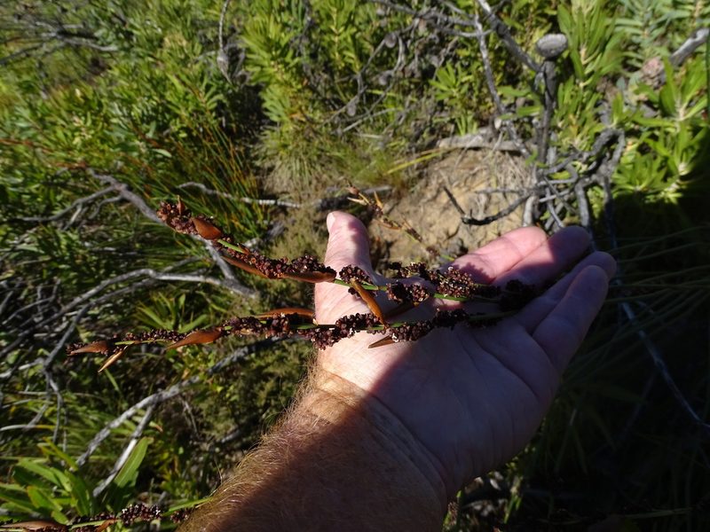 Elegia galpinii, photographed by Shaun Swanepoel