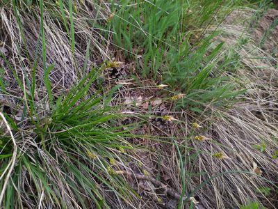 Carex halleriana, photographed by carnifex
