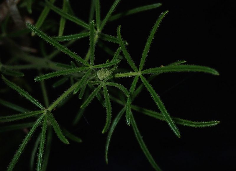 Cleome hirta, photographed by Robert Taylor