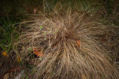 Carex comans, photographed by Jon Sullivan