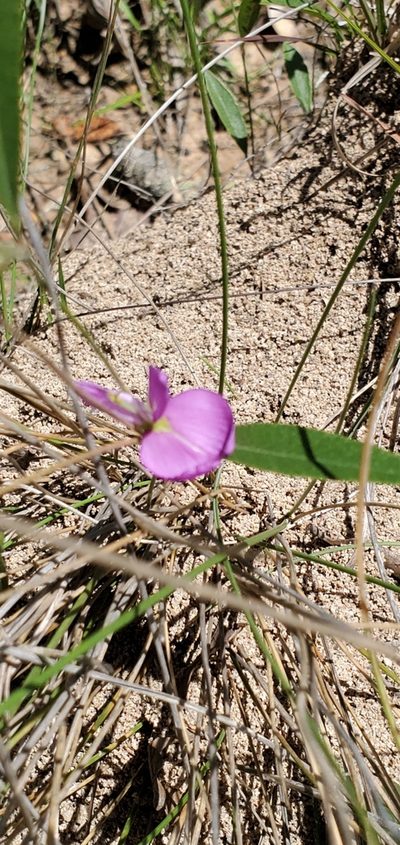 Nanogalactia heterophylla, photographed by Ayla