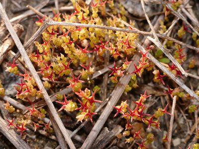 Sedum cespitosum, photographed by Sara Navarro