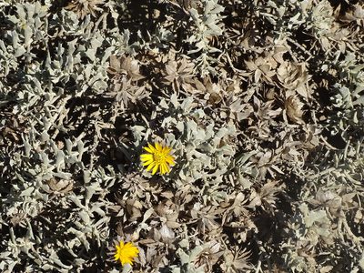 Berkheya cuneata, photographed by Shaun Swanepoel