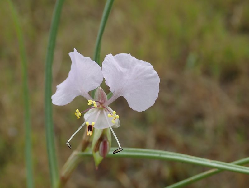 Commelina fluviatilis, photographed by Robert Taylor