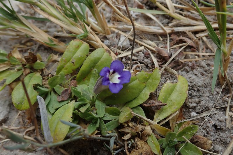 Aptosimum decumbens, photographed by Robert Taylor