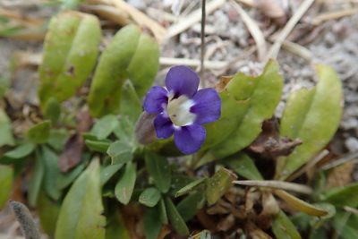 Aptosimum decumbens, photographed by Robert Taylor
