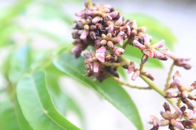 Andira inermis, photographed by Brian Oakes Haiti Hunter