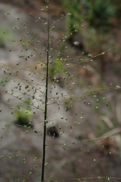 Panicum hirtum, photographed by Robert Taylor