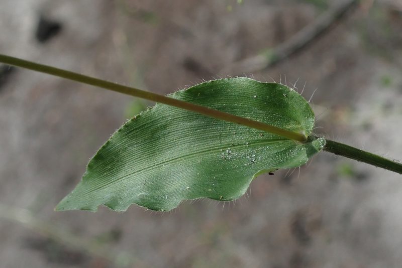 Panicum hirtum, photographed by Robert Taylor