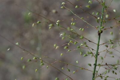 Panicum hirtum, photographed by Robert Taylor