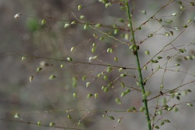 Panicum hirtum, photographed by Robert Taylor