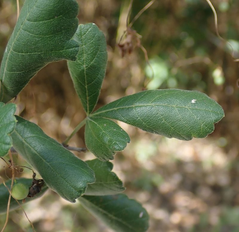 Searsia tenuinervis, photographed by Robert Taylor
