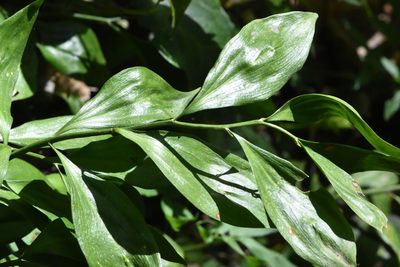 Ruscus colchicus, photographed by Марина Садыкова