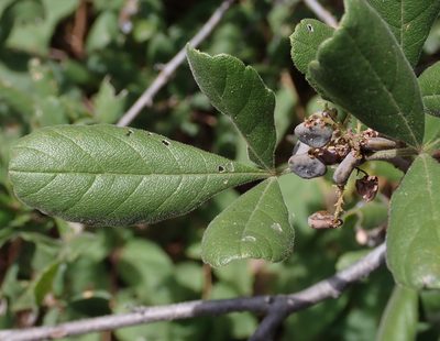 Searsia tenuinervis, photographed by Robert Taylor