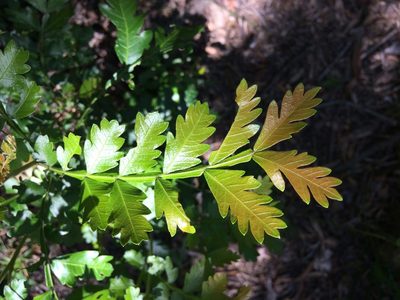 Hippobromus pauciflorus, photographed by Andrew Gillespie