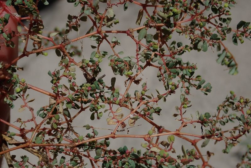 Euphorbia inaequilatera, photographed by Robert Taylor