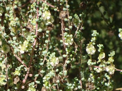 Maireana brevifolia, photographed by Shaun Swanepoel