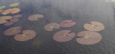 Nymphaea lotus, photographed by Robert Taylor