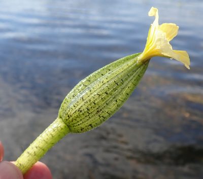 Ottelia ulvifolia, photographed by Robert Taylor