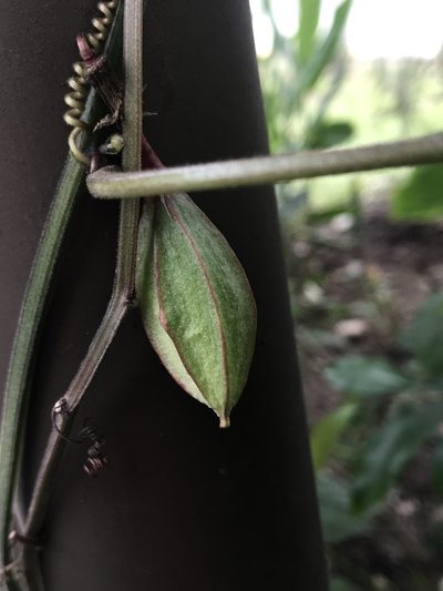 Passiflora capsularis, photographed by Nicolás Baresch Uribe