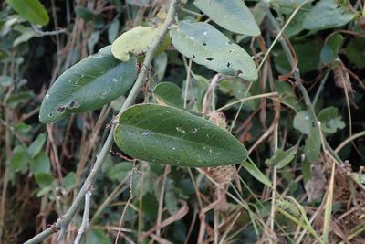 Capparis tomentosa, photographed by Robert Taylor