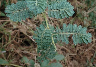 Vachellia sieberiana, photographed by Robert Taylor