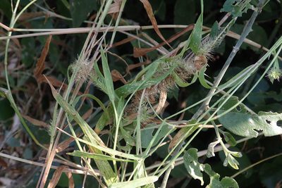 Setaria verticillata, photographed by Robert Taylor