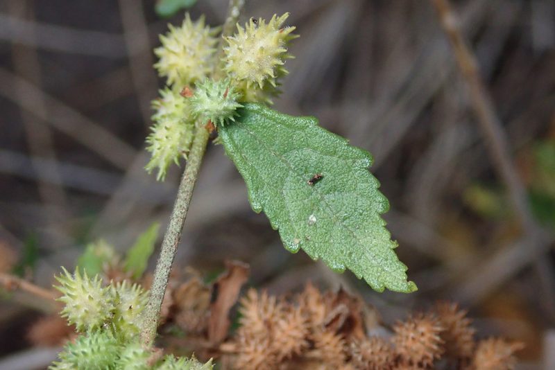 Triumfetta pentandra, photographed by Robert Taylor
