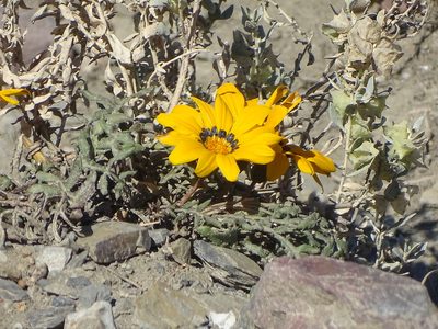 Gazania rigida, photographed by Shaun Swanepoel