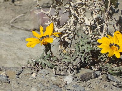 Gazania rigida, photographed by Shaun Swanepoel