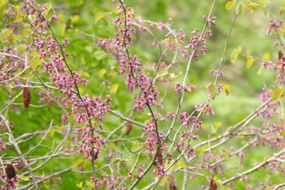 Cercis occidentalis, photographed by Hydrocycler (Elizabeth Dougherty)