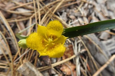 Calochortus monophyllus, photographed by Hydrocycler (Elizabeth Dougherty)